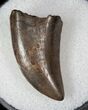 Quality Juvenile T-Rex Tooth - Montana #13262-2
